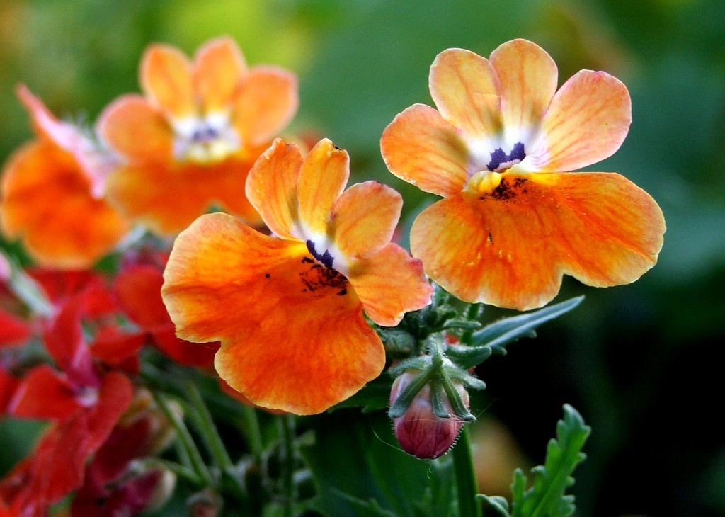 A flor pode ser encontrada em diversas cores e até mesmo algumas bicolores, por conta do cruzamento com outras espécies (Foto: Flickr / Thomas B. Aschim / CreativeCommons)