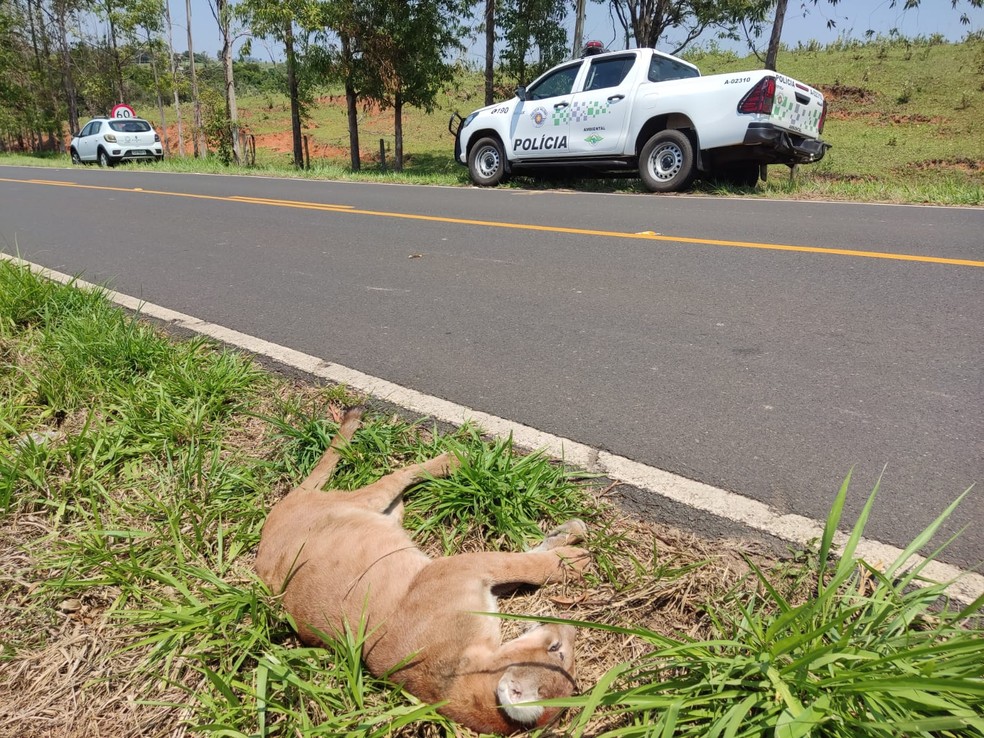 Onça-parda morreu atropelada em estrada vicinal em Álvares Machado (SP) — Foto: Polícia Militar Ambiental