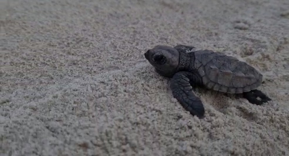 Filhote de tartaruga-de-pente que sobreviverem na natureza voltar&atilde;o ao litoral do RN em 25 anos para desovar &mdash; Foto: Divulga&ccedil;&atilde;o/Idema