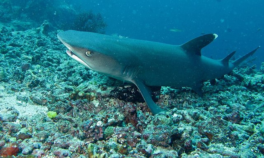 Tubarões da Malásia são vistos com doença de pele misteriosa