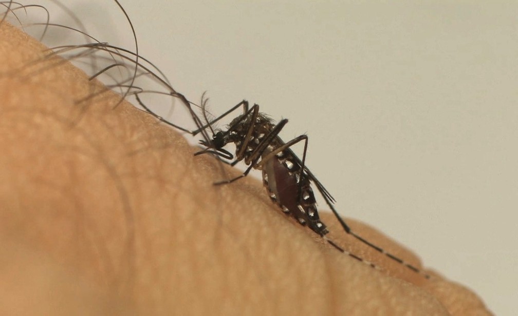 Aedes aegypti Ã© o mosquito transmissor da dengue, chikungunya e zika vÃ­rus â€” Foto: Fiocruz/DivulgaÃ§Ã£o