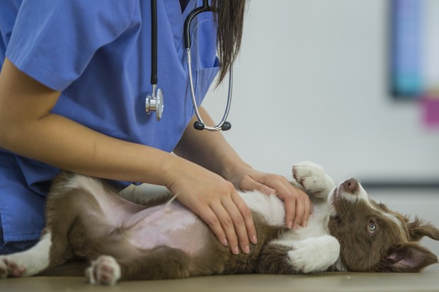 A border collie puppy is lying with his belly up on a table, looking happy and cute. There is an unrecognizable veterinarian petting him. She is wearing a stethoscope and blue scrubs inside a veterinarian clinic. (Foto: Getty Images)