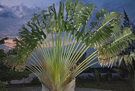 Planta de Sol - palmeira - Palmeira Ravenala