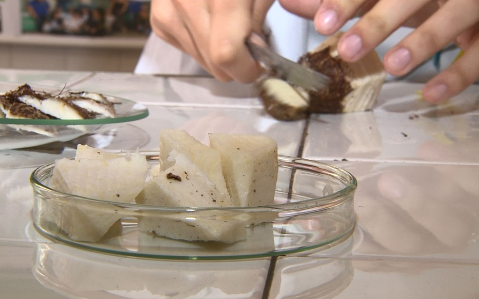 Aluna de Campinas (SP) decidiu usar inhame na base da composição do biocanudo após observá-lo sendo aplicado na culinária. — Foto: Reprodução/EPTV