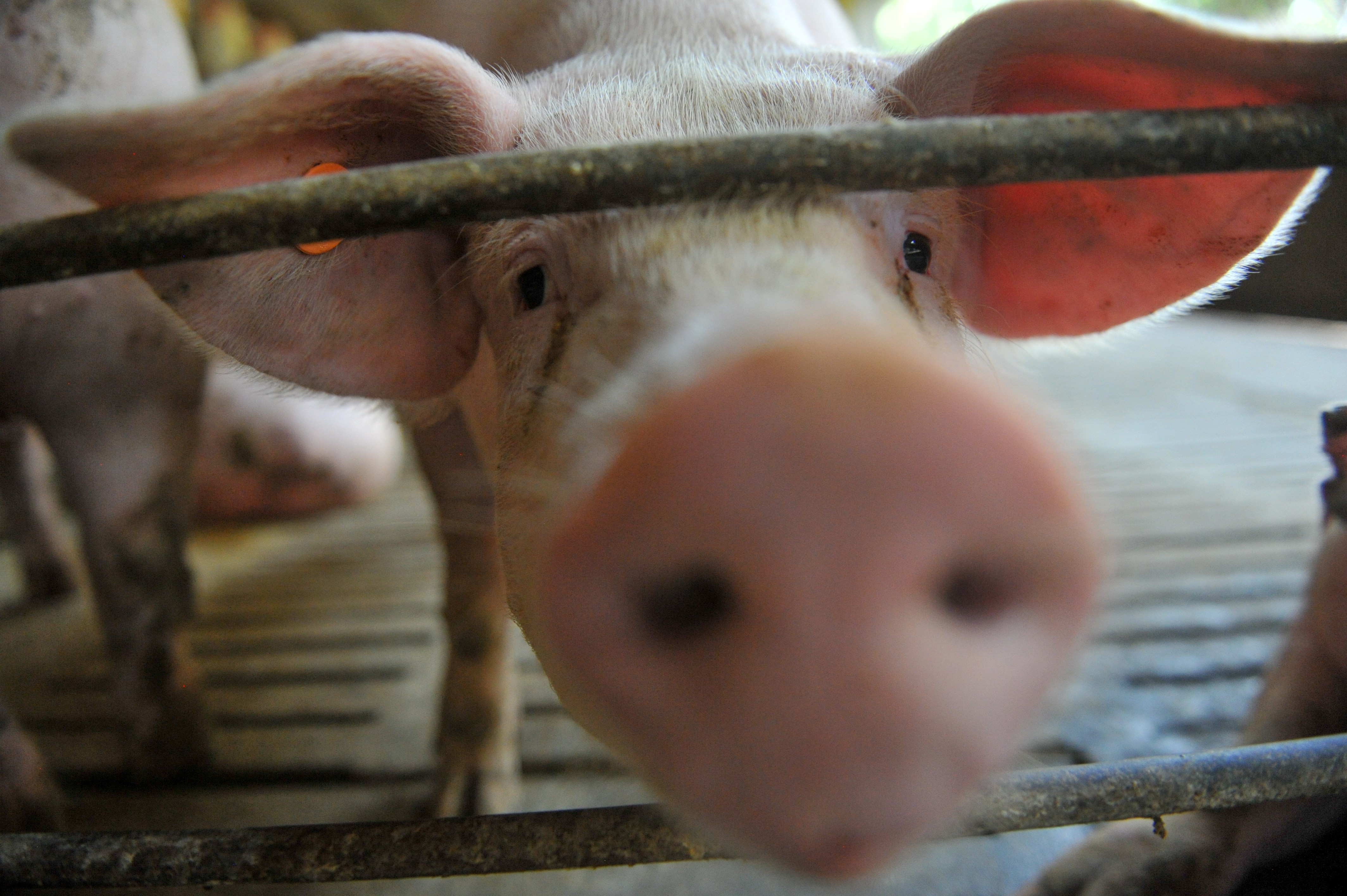 Produção de porcos da China cai para o menor valor em 16 anos em 2019 por causa da peste suína thumbnail
