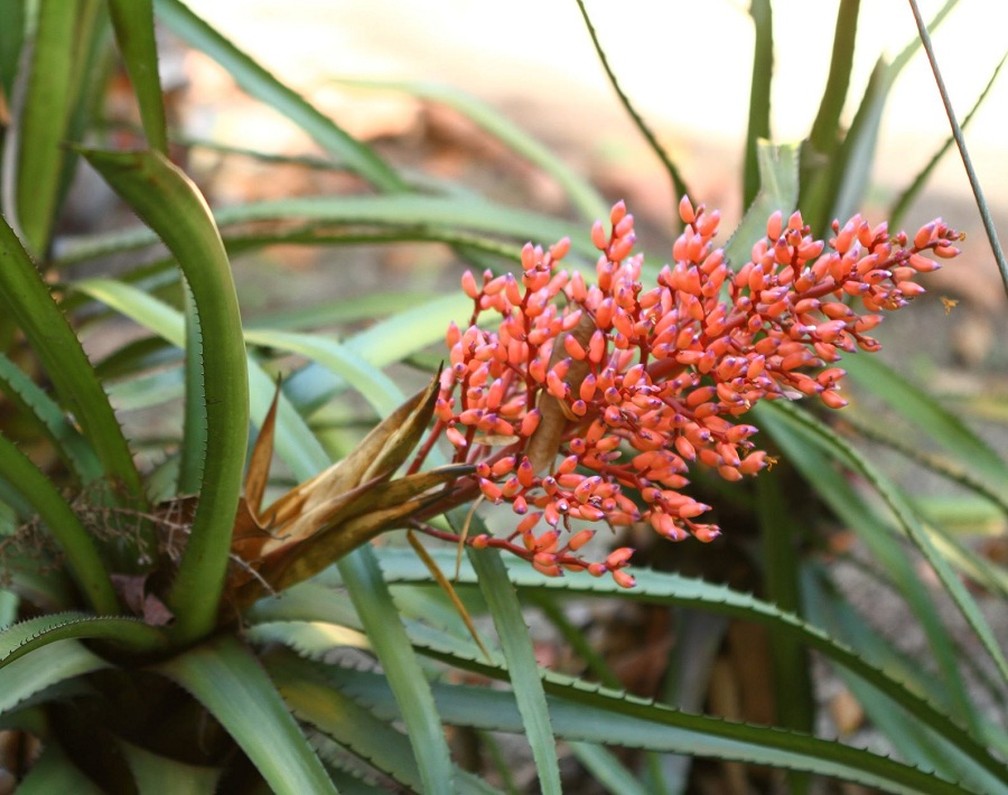 Bromélia (Aechmea egleriana) — Foto: Ascom MRN/Divulgação