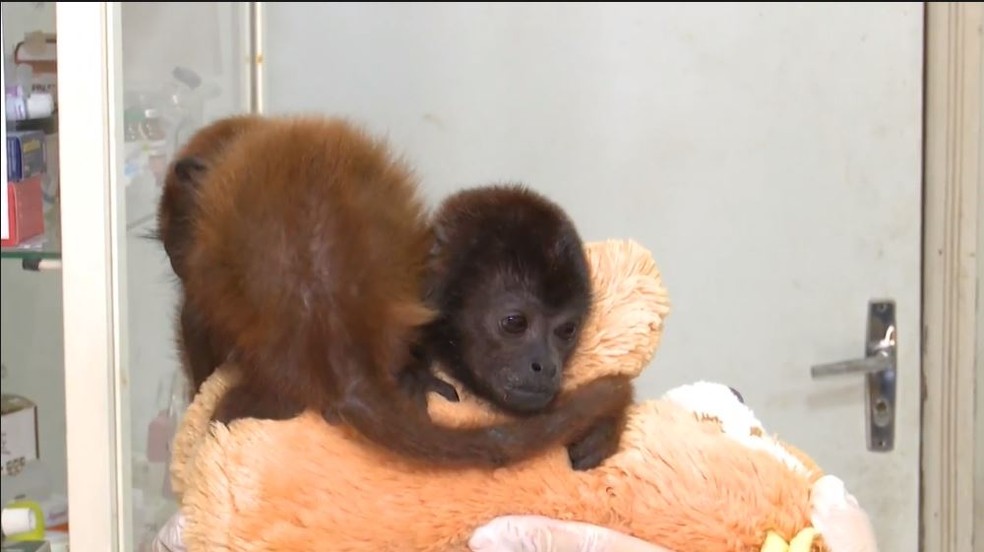 Macacos estão entre os animais mais devolvidos — Foto: Reprodução