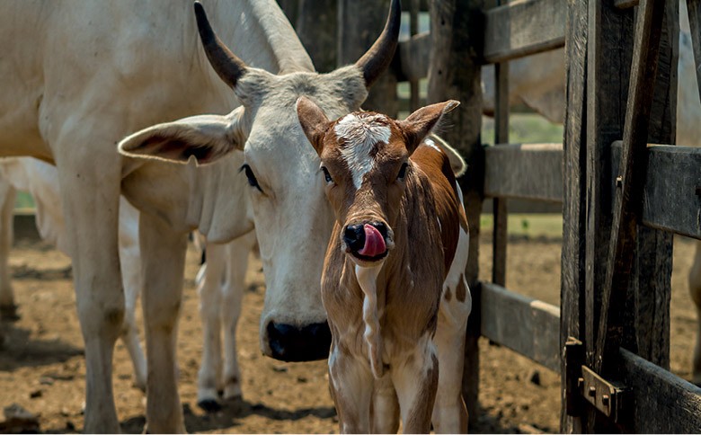 Globo Rural de outubro destaca a revolução da inseminação artificial em  tempo fixo - Revista Globo Rural