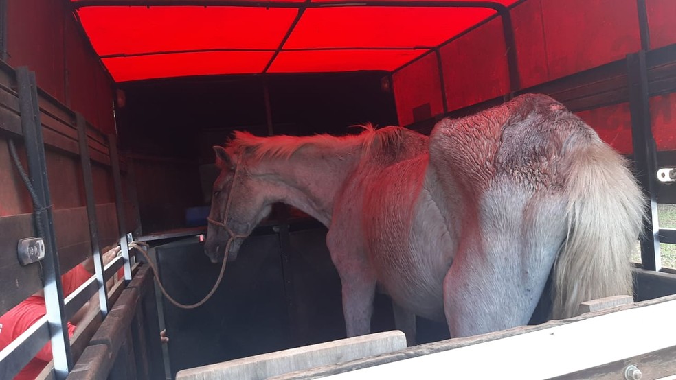 Cavalo em situação de maus-tratos foi levado para ONG de Bauru — Foto: Divulgação/Polícia Ambiental