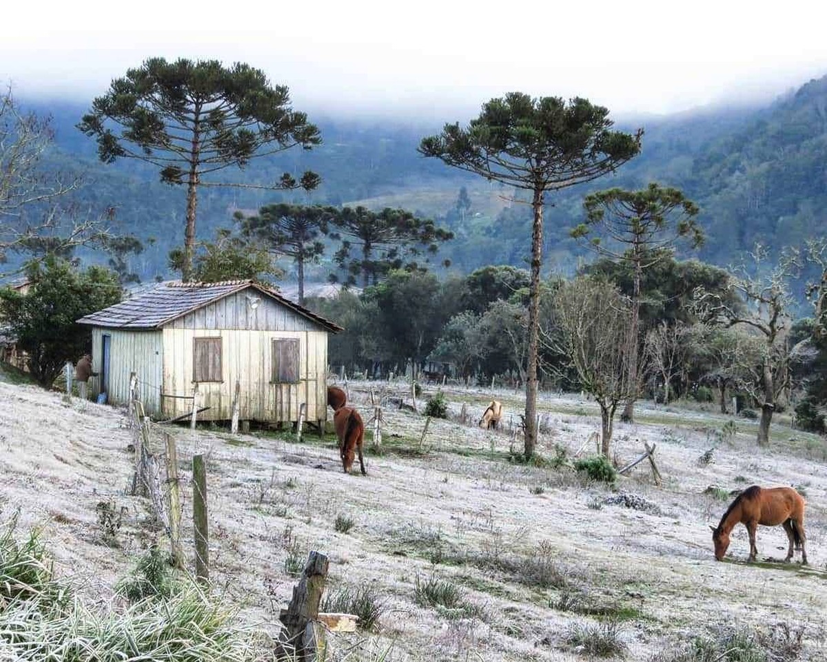 Geadas E Muito Frio Veja FOTOS Que Retratam O Inverno No Paran Rpc