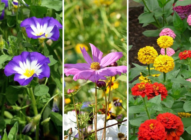 Listamos seis espécies de flores indicadas para cultivar no mês de agosto (Foto: Pixabay | Montagem: Casa e Jardim)