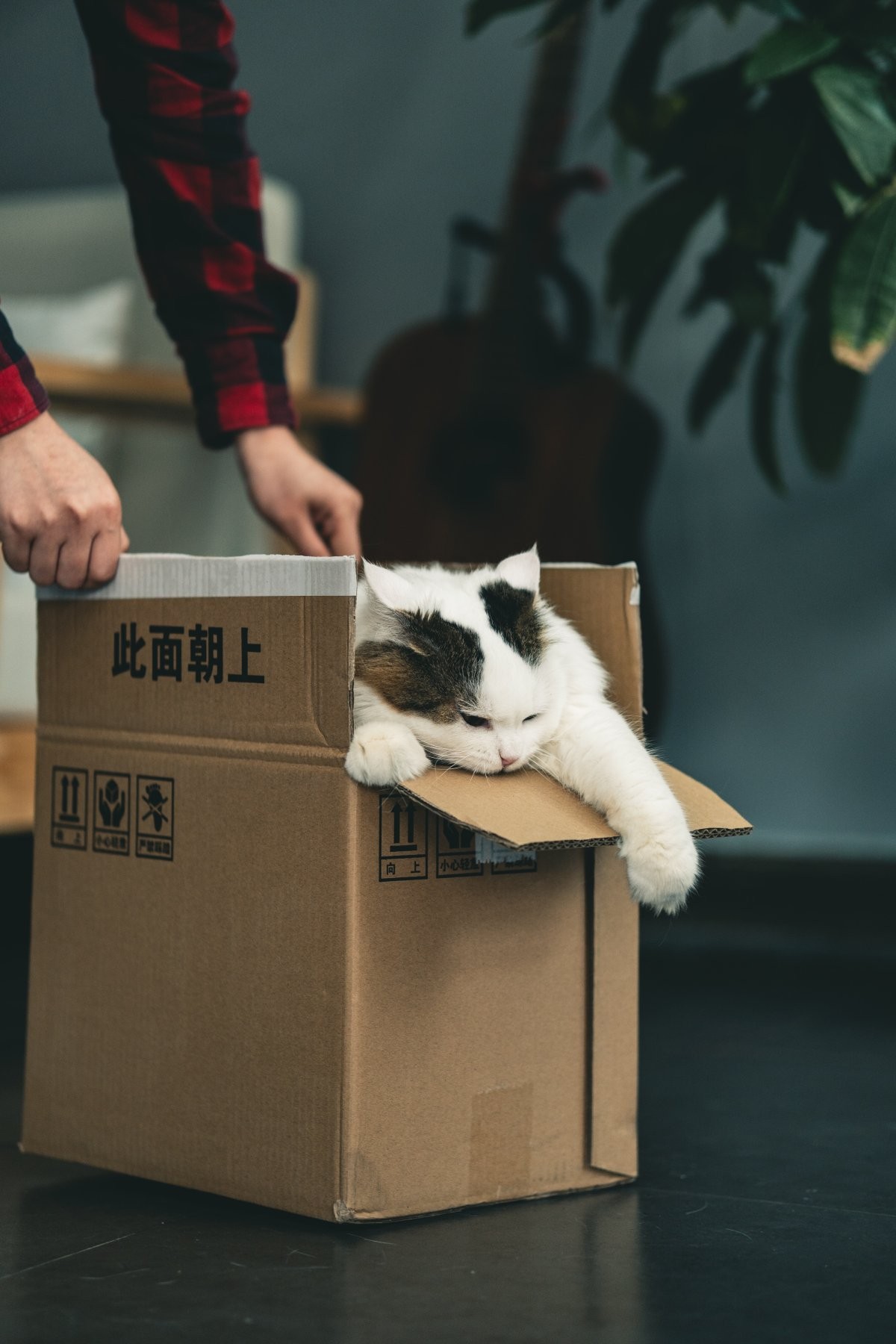 Mudanças de rotina e acontecimentos estressantes podem deixar o gato mais vulnerável à síndrome de Pandora (Foto: Unsplash/ Jiawei Zhao/ CreativeCommons)