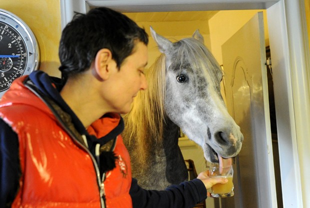 G1 - Cavalo é flagrado 'sorrindo' na Alemanha - notícias em