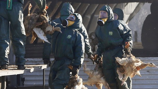 Gripe aviária poderia causar perdas de R$ 13,5 bi no Brasil, diz estudo