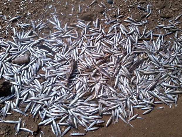 Peixes foram encontrados mortos no Rio Grande (Foto: Ana Carolina Zanoli Zegrine)