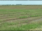Plantio do arroz está adiantado no Rio Grande do Sul