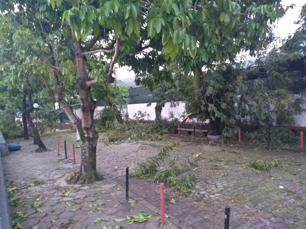 Muitas &aacute;rvores da sede do Fla ficaram assim: no ch&atilde;o &mdash; Foto: Reprodu&ccedil;&atilde;o internet