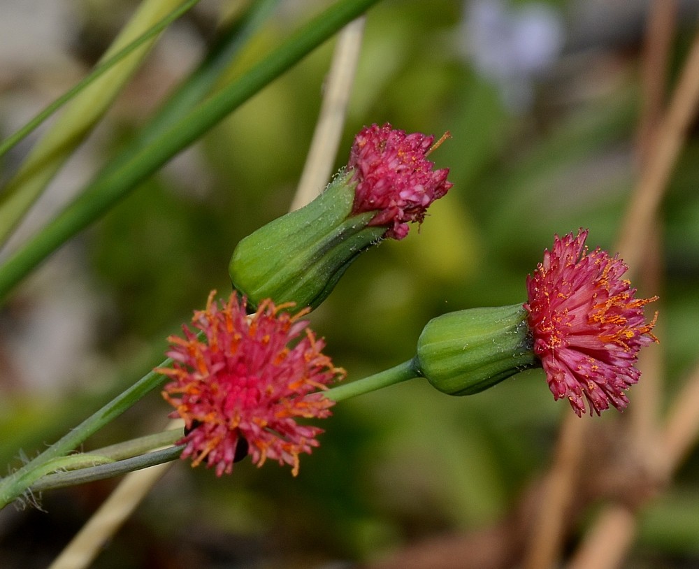 Com usos paisagísticos e medicinais, o algodão-de-preá pode ter até as flores consumidas  (Foto: Flickr / jimduggan24 / Creative Commons)