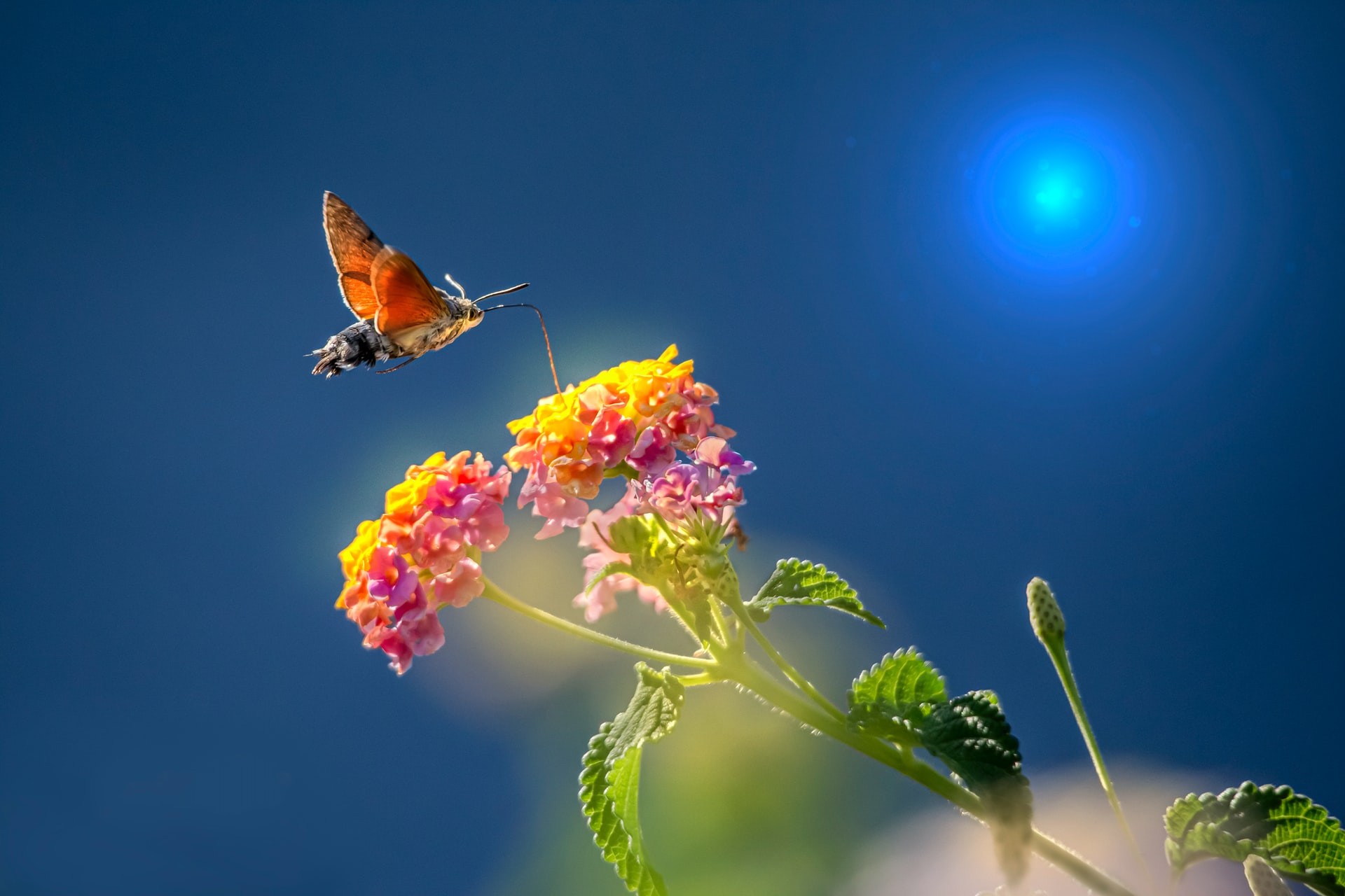Assim como as aves, essa mariposa também se alimenta do néctar das flores (Foto: Unsplash / Erik Karits / CreativeCommons)