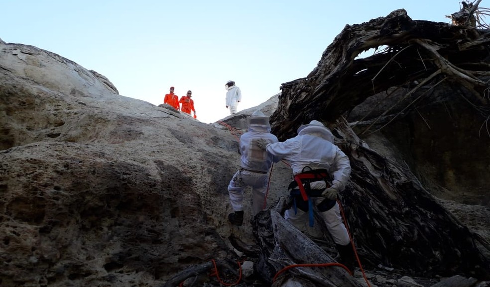 Grupo de resgate da onça-pintada faz rapel para retirar animal da caverna onde estava presa. — Foto: Divulgação/Programa Amigos da Onça