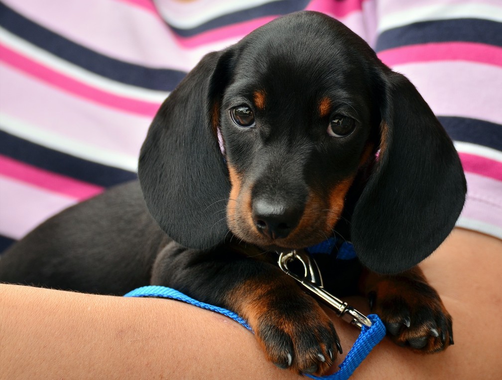 Estudo aponta que escolha de ter ou não cachorro pode estar associado à genética. — Foto: congerdesign/Pixabay 