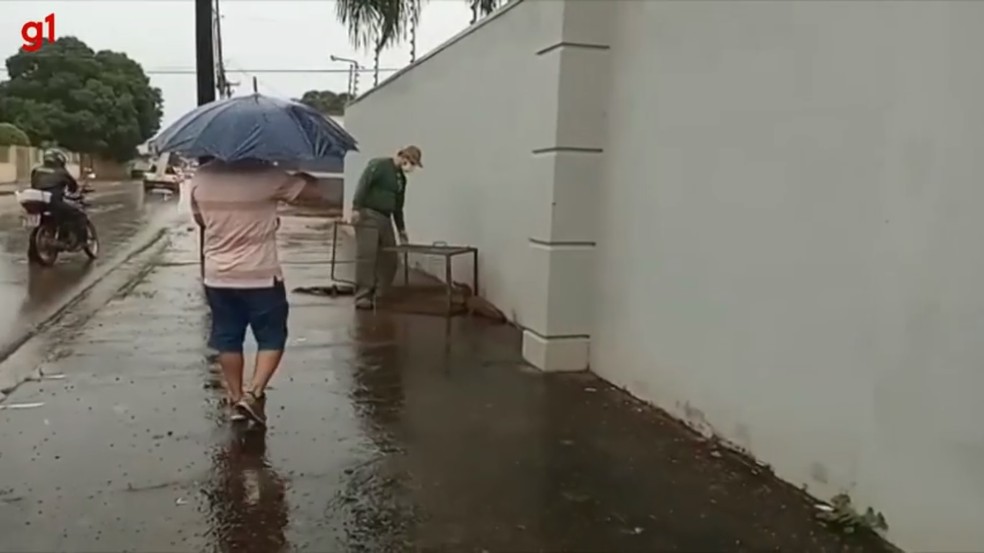 Jacaré foi resgatado na avenida Daniela, em Porto Velho — Foto: Reprodução