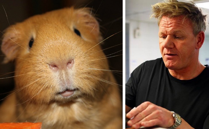 O chef e apresentador Gordon Ramsay comeu um porquinho-da-Índia durante sua passagem pelo Peru (Foto: Reprodução/Instagram)