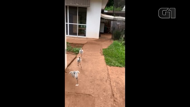 Filhotes de flamingos são estimulados a passear por parque e a tomar banho