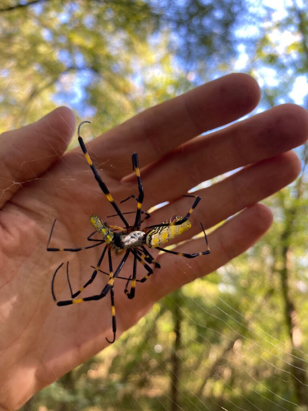 Aranhas Joro na palma da mão: "as pessoas devem aprender a viver com elas", diz pesquisador. — Foto: Divulgação