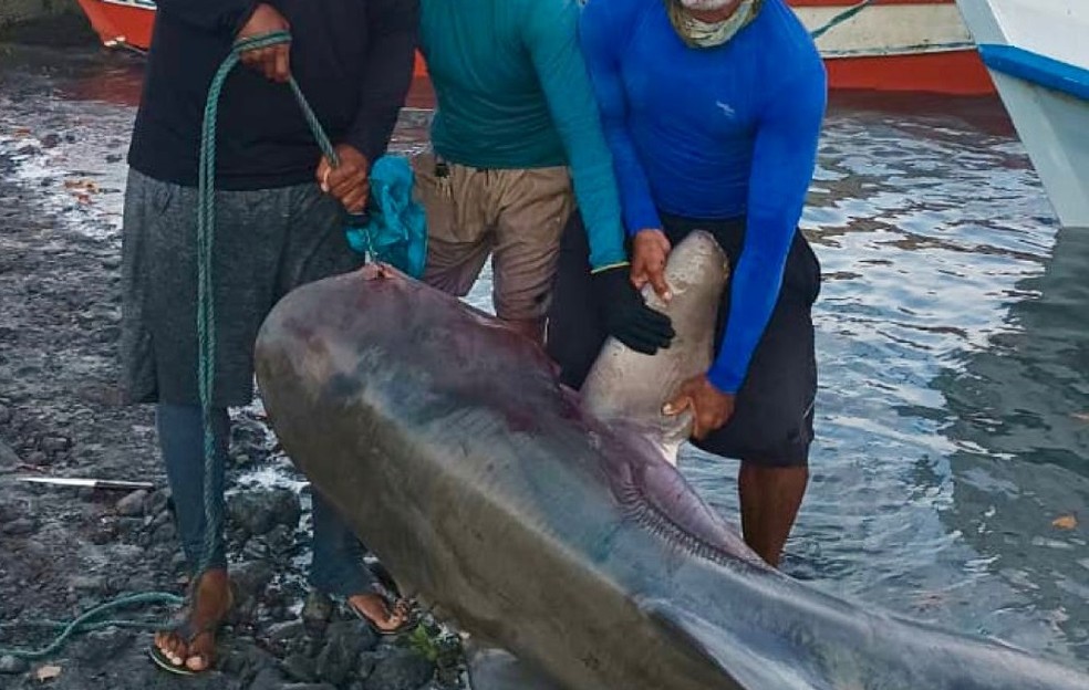 Tubarão é capturado em praia do Pará — Foto: Reprodução / Redes sociais
