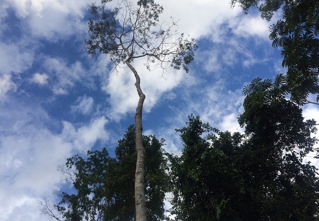 Amazônia ; floresta tropical ; reserva indígena ; sustentabilidade ; desmatamento ;  (Foto: Chris Arsenault/Reuters)