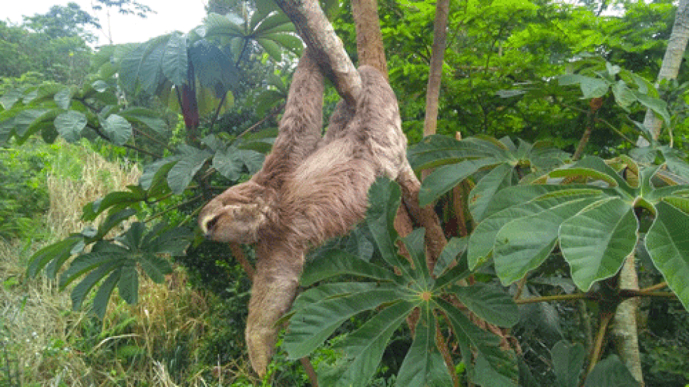 Monitoramento: bicho-preguiça encontrado nas áreas de reflorestamento no contorno da Rodovia Tamoios. — Foto: PlantVerd