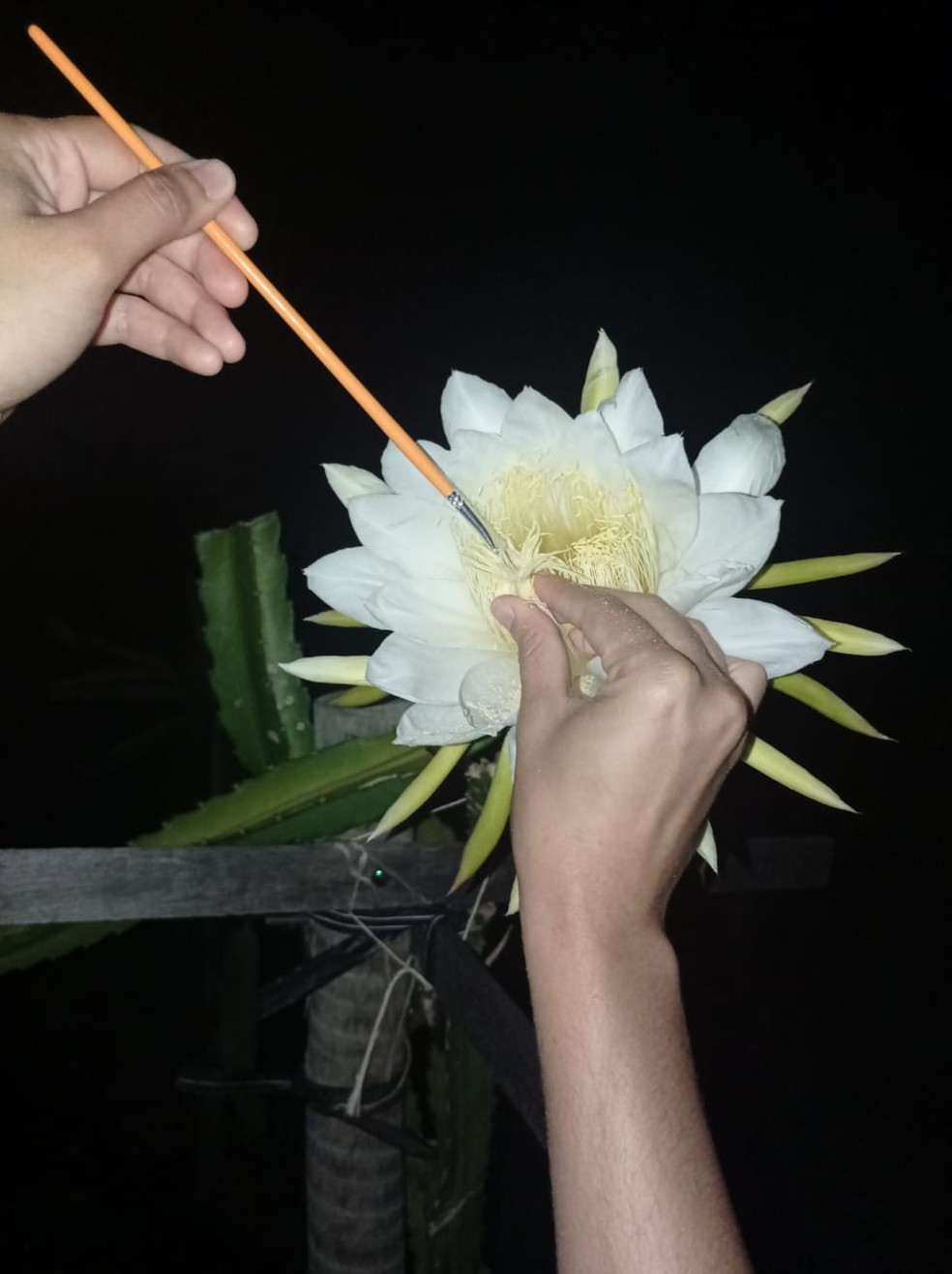 Polinização da pitaya na Ufersa — Foto: Cedida