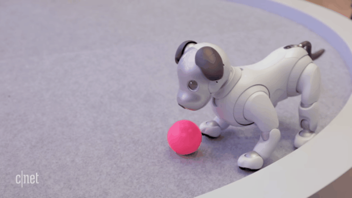 Aibo 2.0, cão robô da Sony, brincando com sua bola de brinquedo rosa (Foto: Reprodução/Youtube CNET)