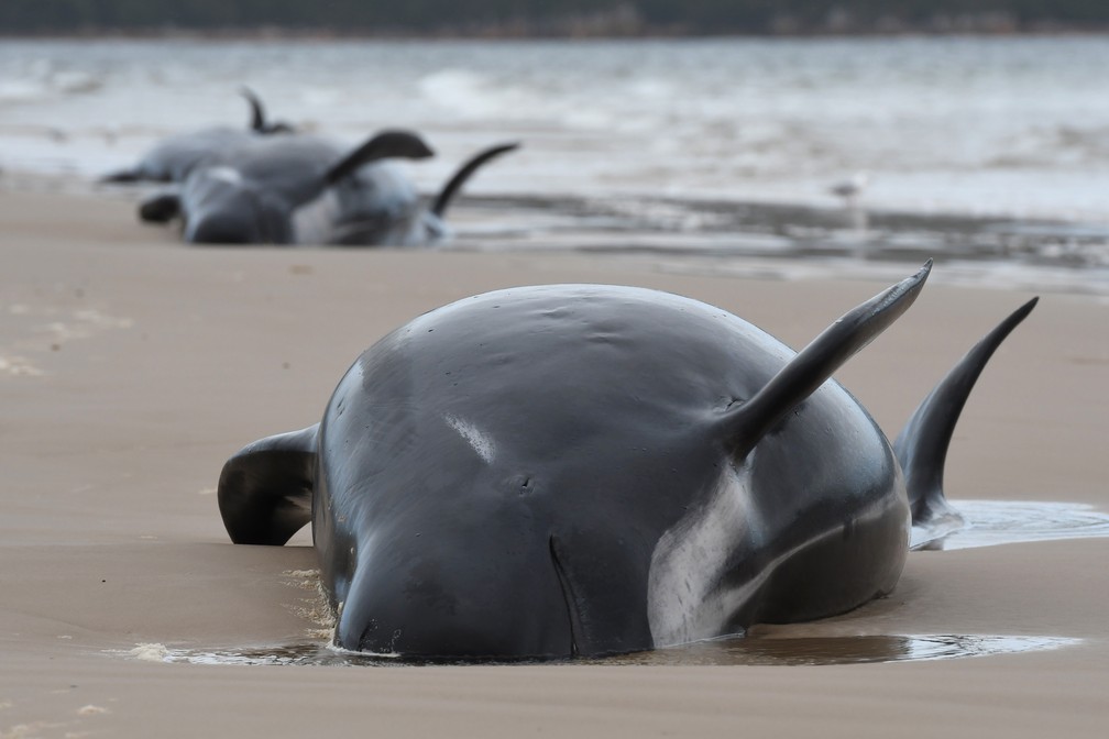 Grupo de baleias é visto encalhado em uma praia em Macquarie Harbour, na costa oeste da Tasmânia. — Foto: Brodie Weeding/The Advocate via AFP