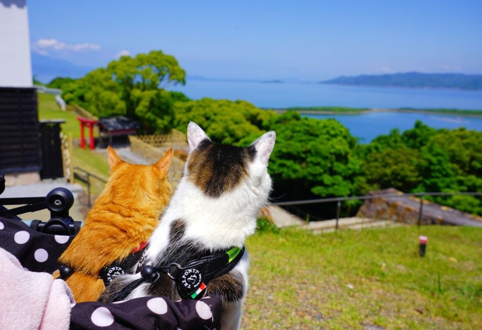 Gatos viajam pelo Japão com o dono — Foto: Reprodução/Instagram