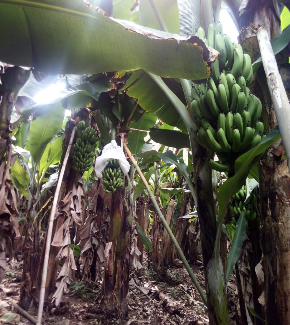 Sessenta milhões de bananas serão entregues à rede pública estadual de ensino — Foto: Arquivo Pessoal