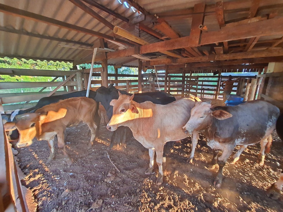 Polícia Militar Ambiental flagrou transporte irregular de gado em estrada rural em Rosana (SP) — Foto: Polícia Militar Ambiental