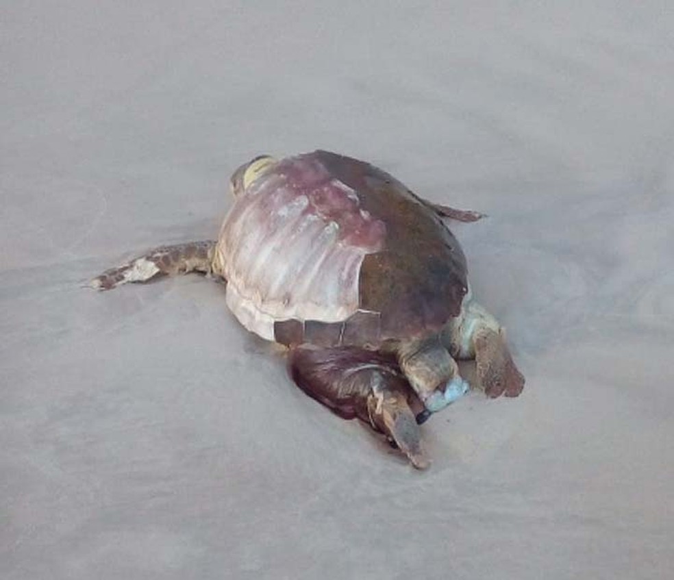 Tartaruga encontrada morta em praia de Ilhéus (Foto: Jamile Borges/Arquivo Pessoal)