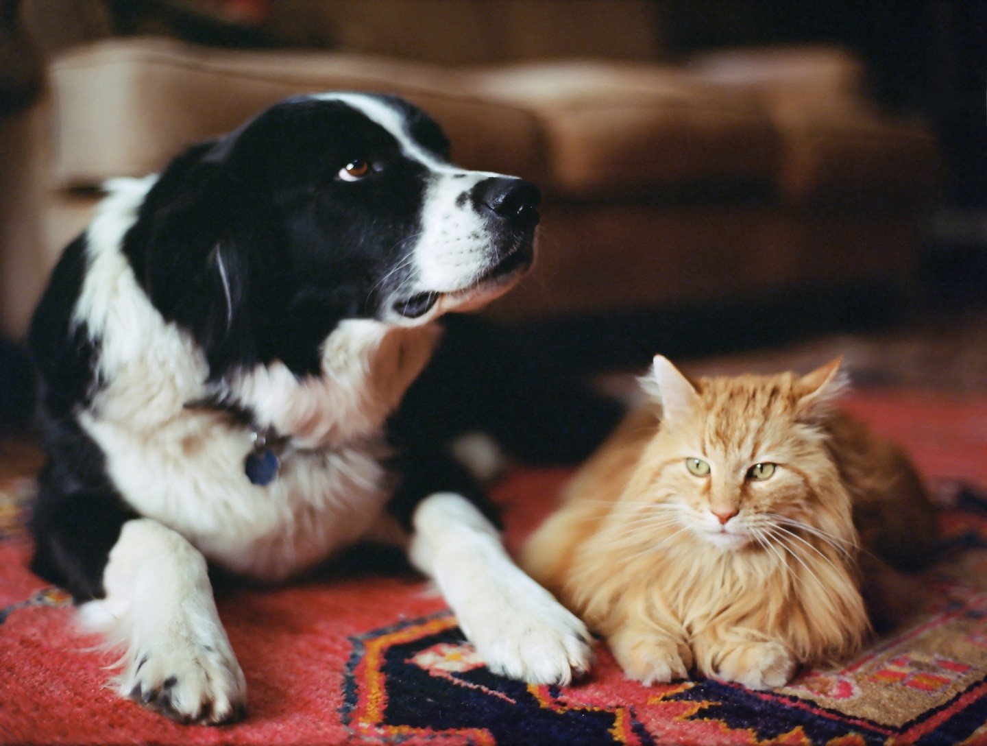 Como cuidar dos pets no calor (Foto: Getty Images)