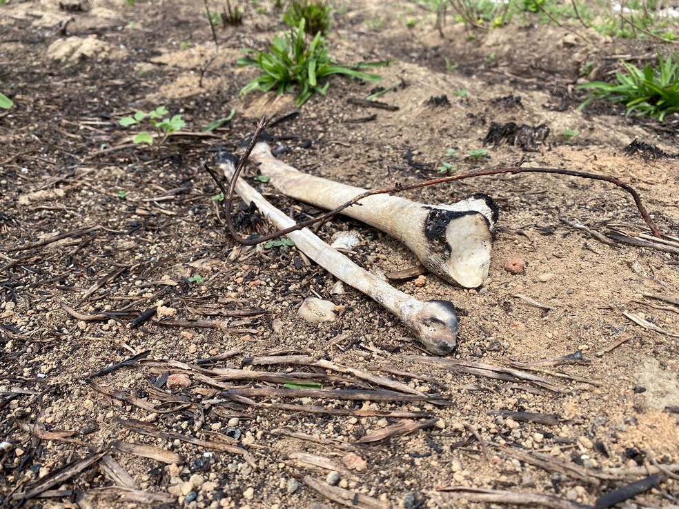 Ossos foram recolhidos e encaminhados para perícia para tentar identificar a vítima — Foto: Polícia Civil