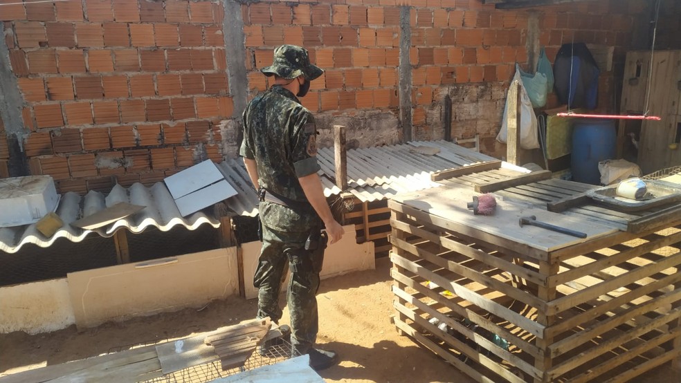 Polícia fez vistoria em quatro residências e aplicou seis multas em Júlio Mesquita — Foto: Polícia Ambiental/Divulgação
