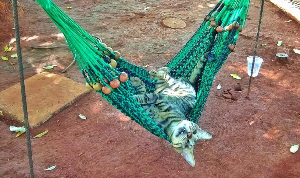 Copo com água fica sempre perto de Miau, o gatinho cego que vive na praça em Campo Grande. — Foto: Ariovaldo Dantas/TV Morena 
