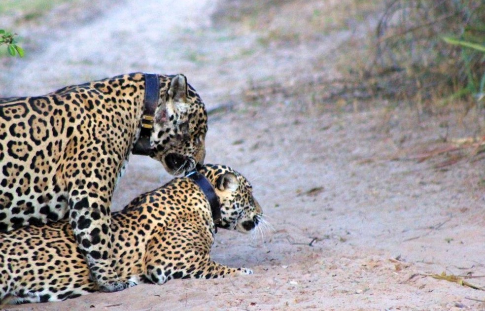 Onças passaram dias juntas. — Foto: MaluPinheiro/ArquivoPessoal