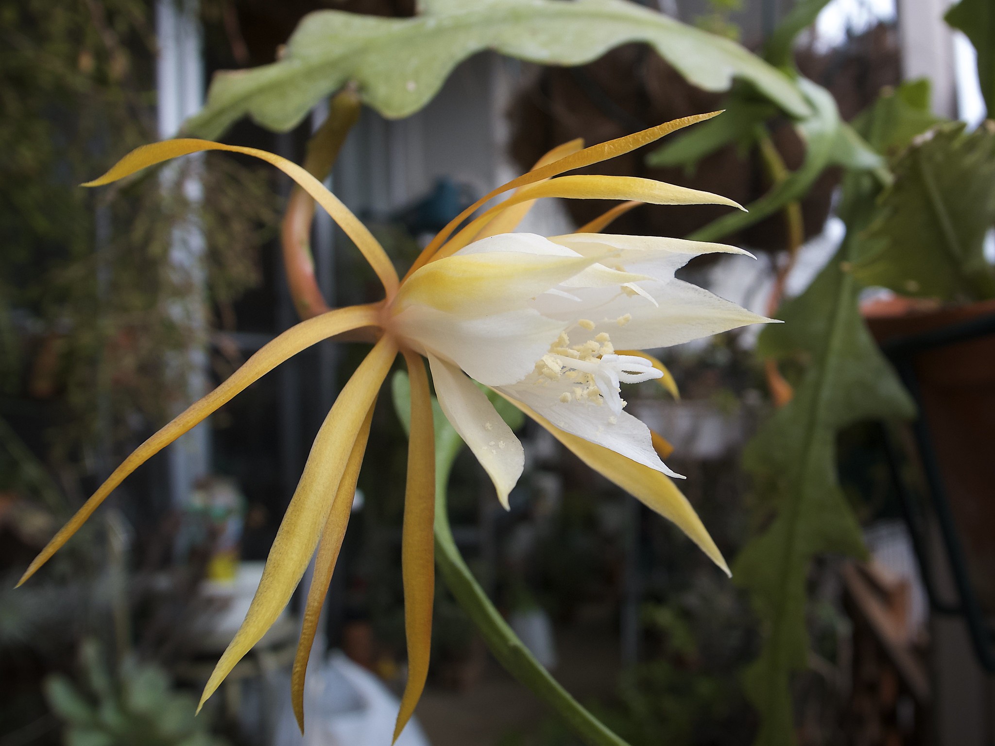 As flores do cacto-zig-zag costumam ter tons de branco, amarelo ou creme  (Foto: Flickr / salchuiwt / Creative Commons)