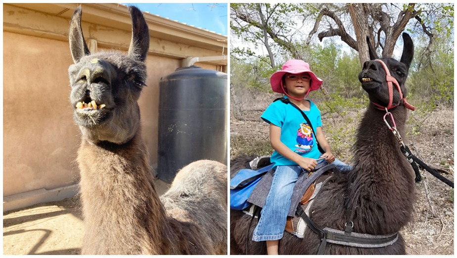 Dalai adora companhia e gosta de dar carona às crianças visitantes do rancho que vive