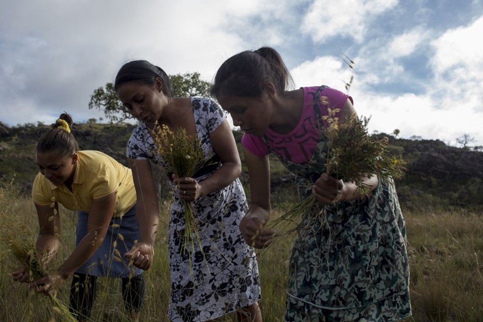 Apanhadoras de sempre-vivas — Foto: Valda Nogueira/Divulgação/Ministério da Agricultura