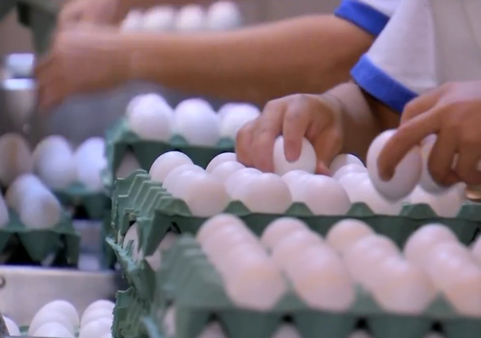 Centro-oeste paulista concentra a maior produção de ovos do estado — Foto: TV TEM/Reprodução