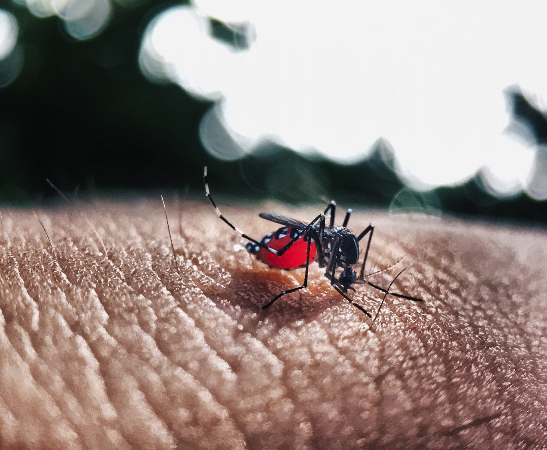 Ministério da Saúde diz que 11 estados poderão ter surto de dengue em 2020 thumbnail