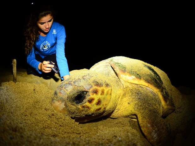 Em setembro começou o período de reprodução das tartarugas (Foto: Divulgação/Tamar)